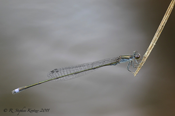 Enallagma weewa, male